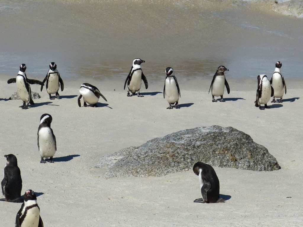 Good News Flash Pinguine