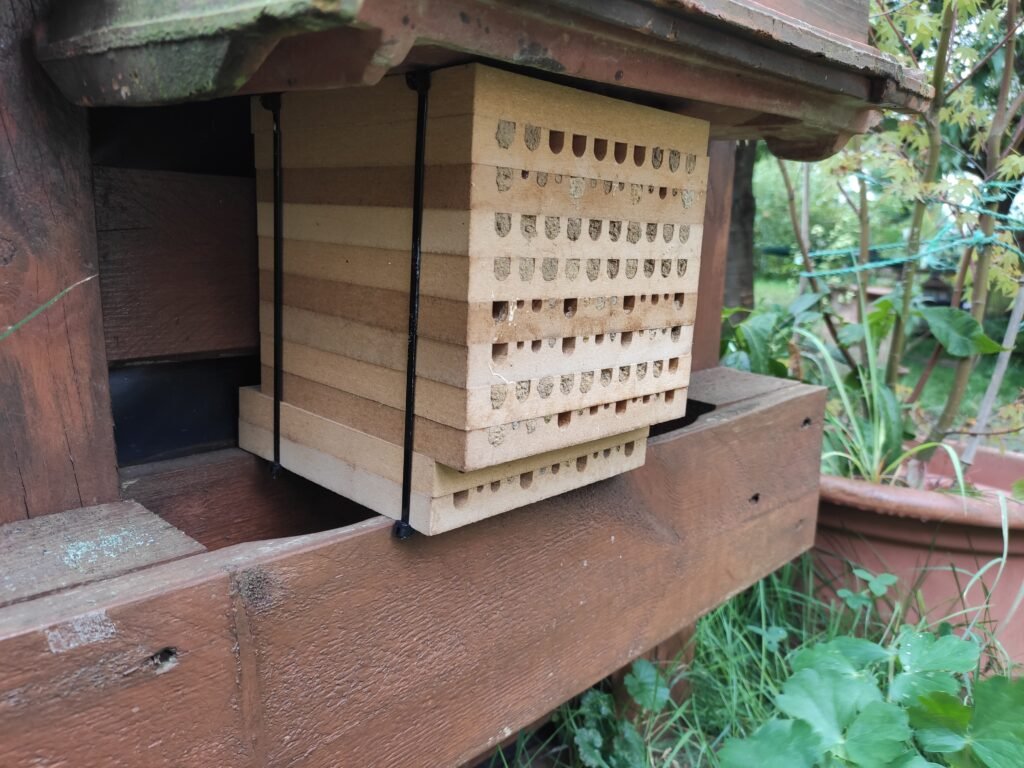 Wildbienen haben den Nistblock gut angenommen. Viele Öffnungen sind von ihnen zugespachtelt