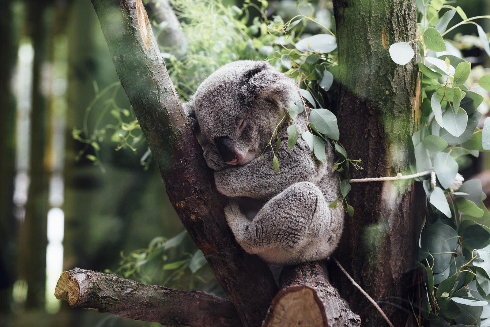Koala Quelle: Pixabay