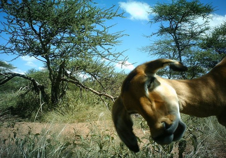 Zooniverse: Auf Bildern Wildtiere identifizieren