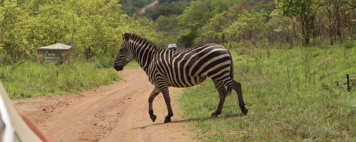 Der Akagera-Nationalpark in Ruanda ist ein beeindruckendes Beispiel für erfolgreichen Naturschutz, der Tier und Mensch zugutekommt.