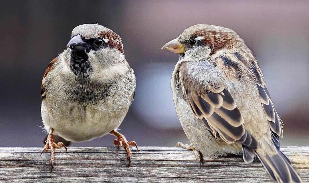 Wie schön und nützlich doch Vogelbeobachtung sein kann…