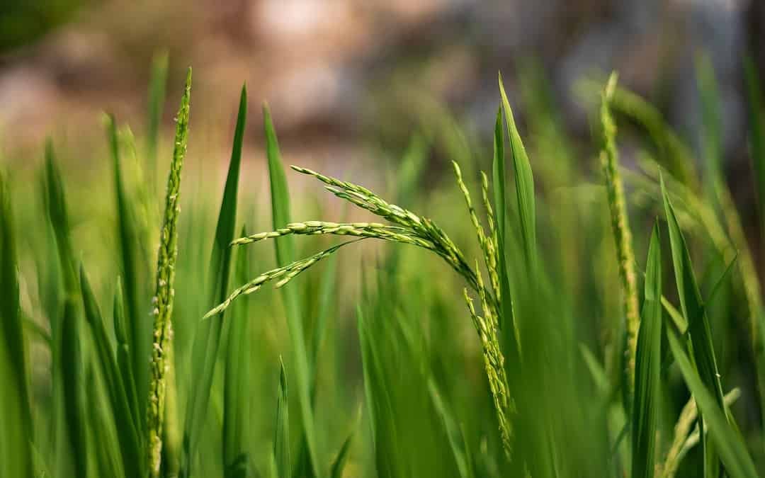 Wie die natürliche Landwirtschaft Ackerland und Gemeinden in Andhra Pradesh Heilt