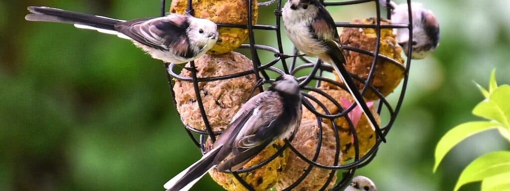 Vögel picken an Meisenknödel