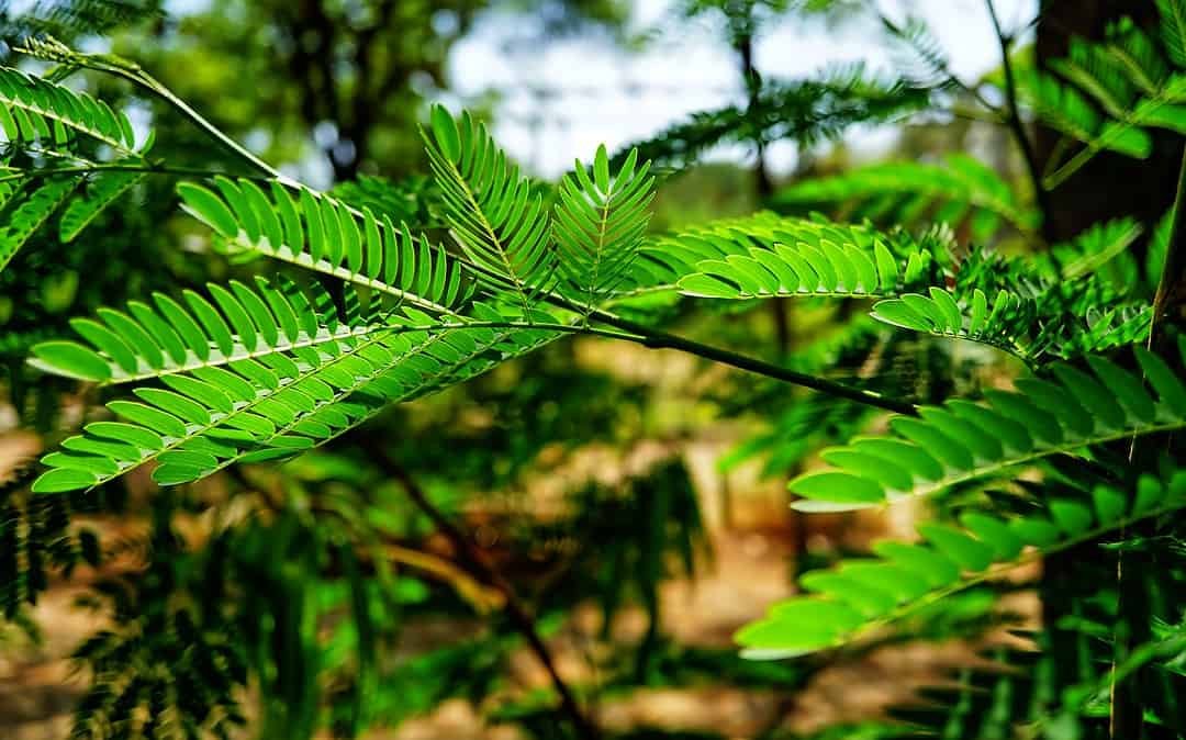 Mannheim: Erster Tiny Forest Baden-Württembergs