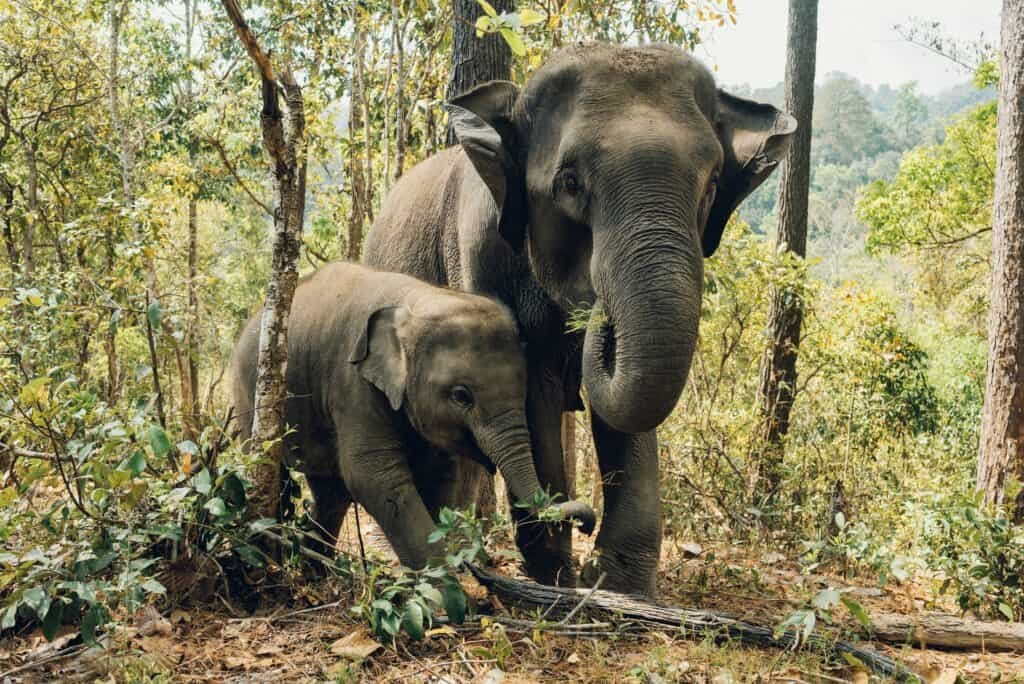 Asiatische Elefanten im Wald Asiatische Elefanten im Wald
