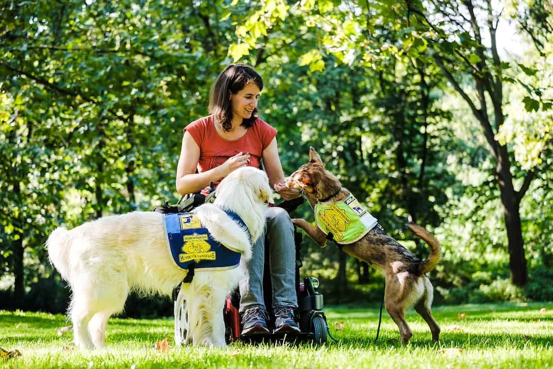 Eine Assistenzhunde-Halterin steht mit ihrem Elektrorollstuhl auf einer grünen Wiese. Sie spielt mit ihren beiden Assistenzhunden. Eine Assistenzhunde-Halterin steht mit ihrem Elektrorollstuhl auf einer grünen Wiese. Sie spielt mit ihren beiden Assistenzhunden.