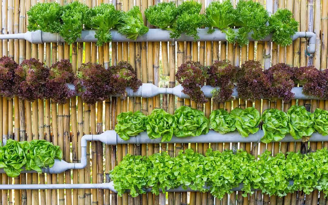 Vertical Farming im Nachbarschaftshaus