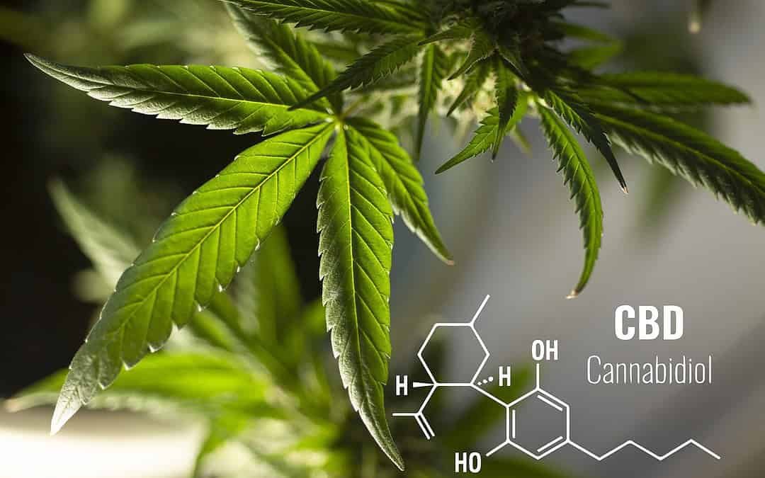 Cannabis in der Schmerztherapie: Welchen Beitrag kann CBD leisten?