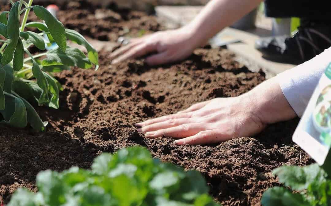 “Tegelwippen” in den Niederlanden: Immer mehr Grünflächen ersetzen Pflastersteine