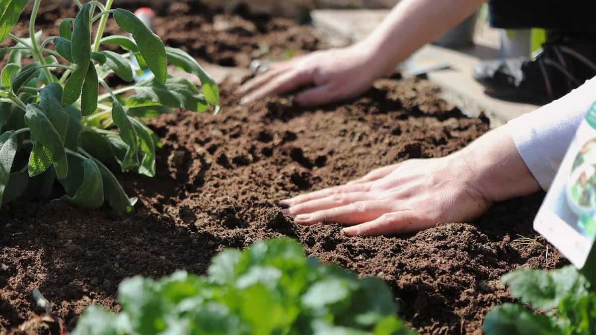 “Tegelwippen” in den Niederlanden: immer mehr Grünflächen ersetzen Pflastersteine