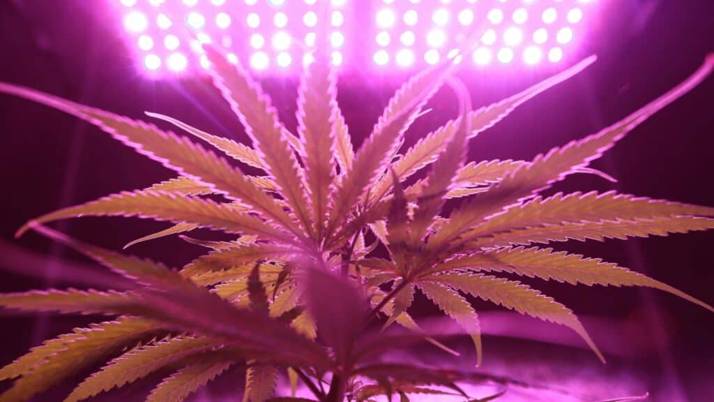 Das Potenzial von Autoflowering-Cannabis
