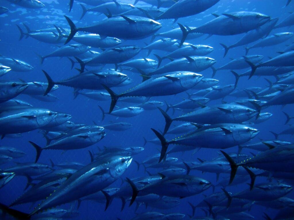 Thunfisch