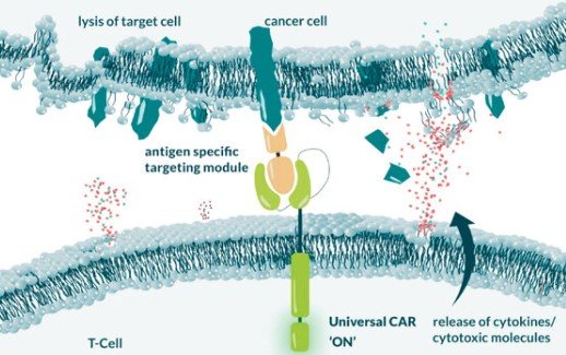 zweistufige Therapiekonzept von TurbiCAR