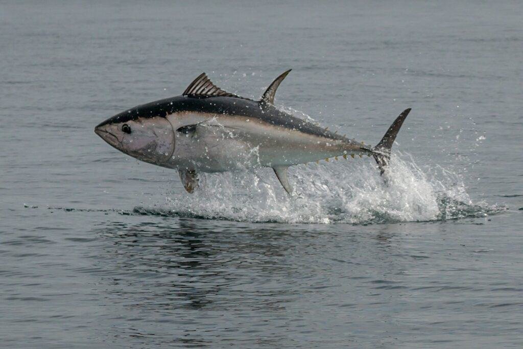 Blauflossenthunfisch, Atlantischer Thunfisch, Roter Rhun