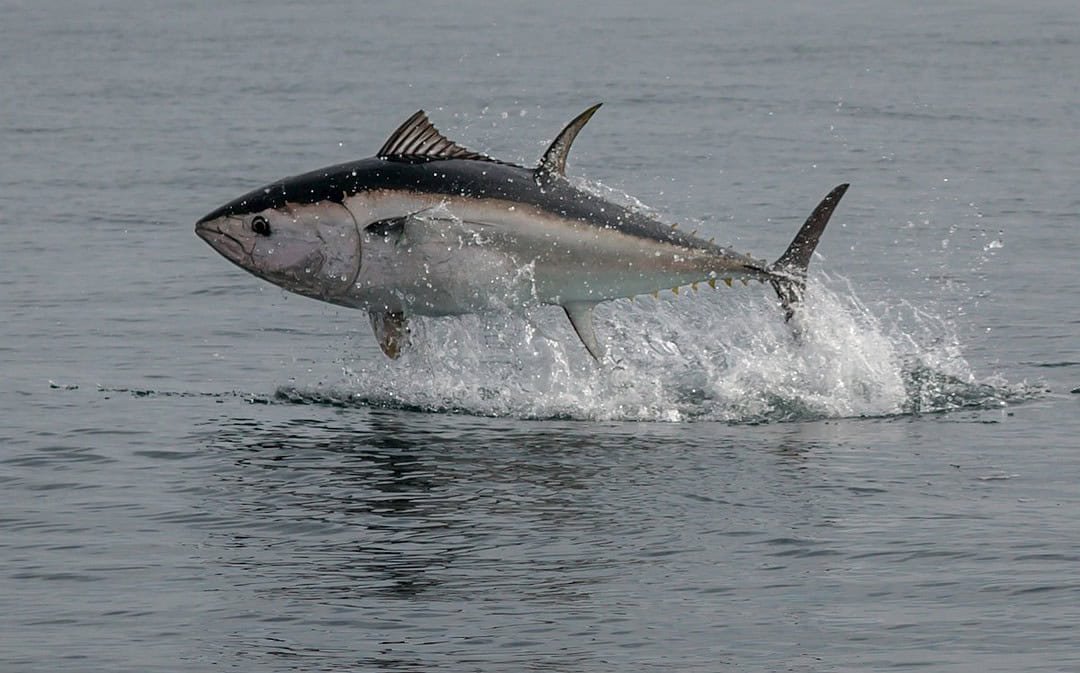 Blauflossen-Thunfisch zurück in der Nordsee, App gegen Stammtischparolen