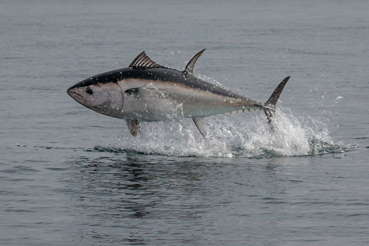 Blauflossenthunfisch, Atlantischer Thunfisch, Roter Rhun