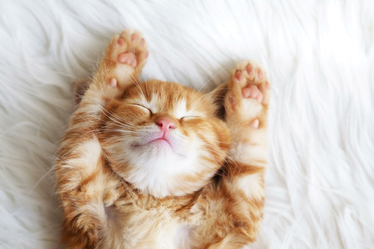schlafende katze