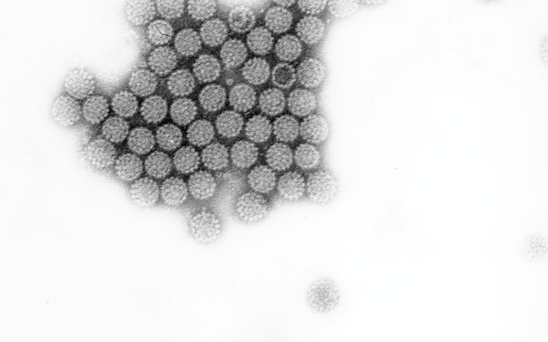 ​​HPV-Impfung: Dramatischer Rückgang der Gebärmutterhalskrebs-Todesfälle bei jungen Frauen