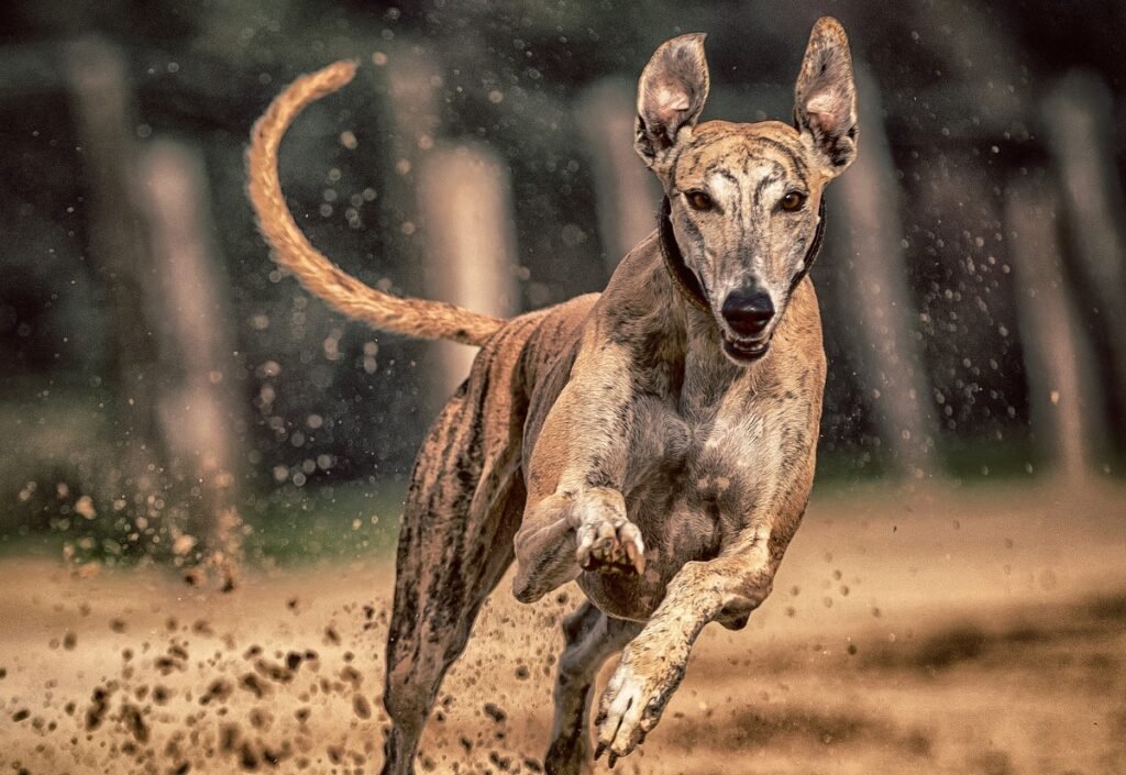 dog 3765523 1280 e1735140805865