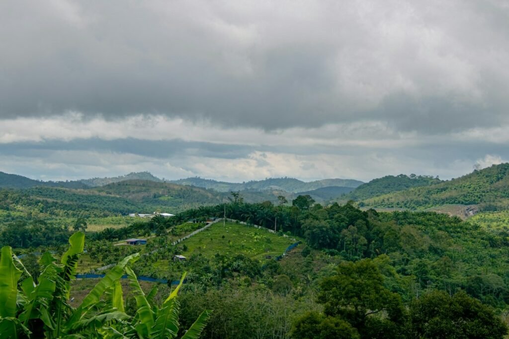 Waldgebiet in Malaysia