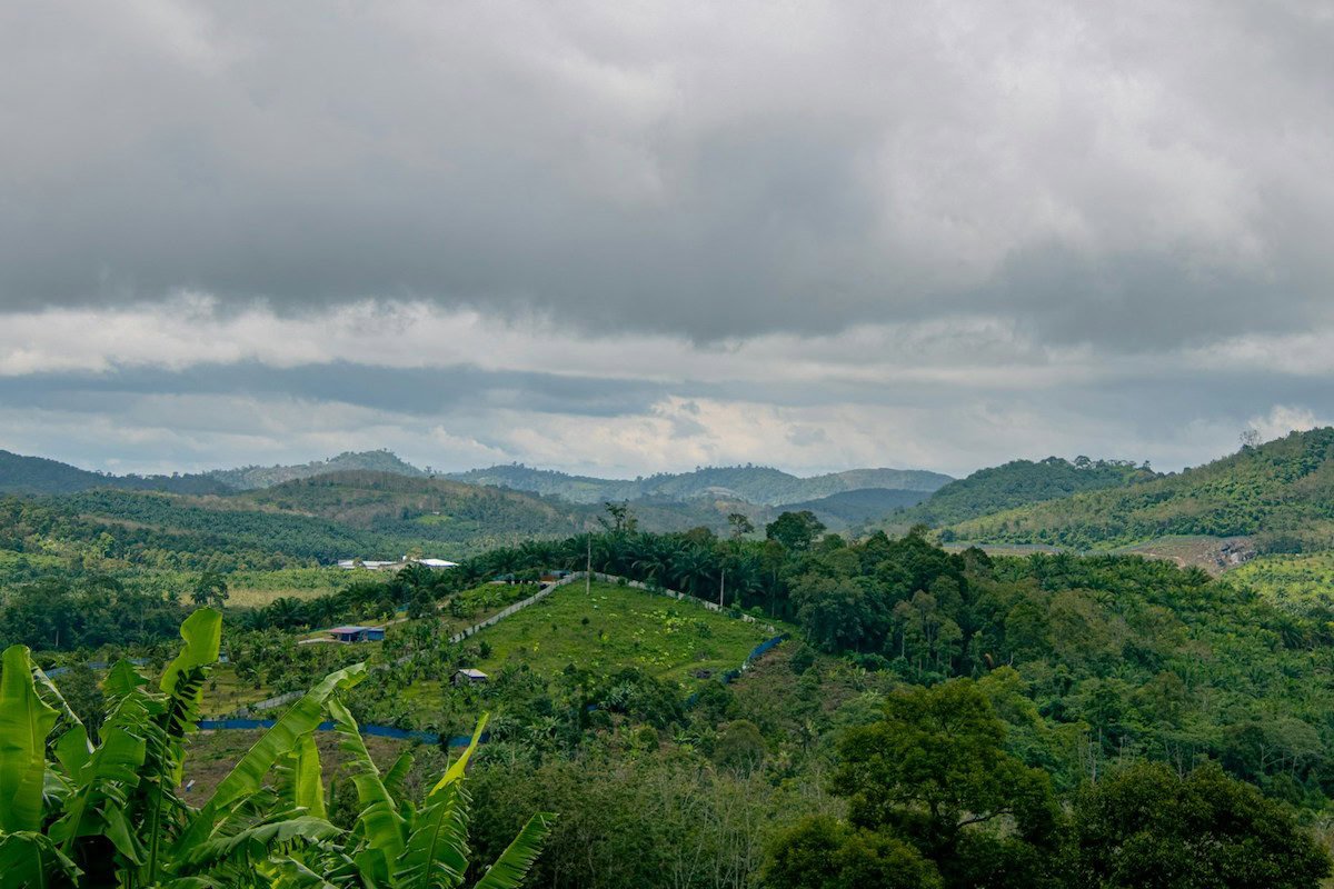 Waldgebiet in Malaysia