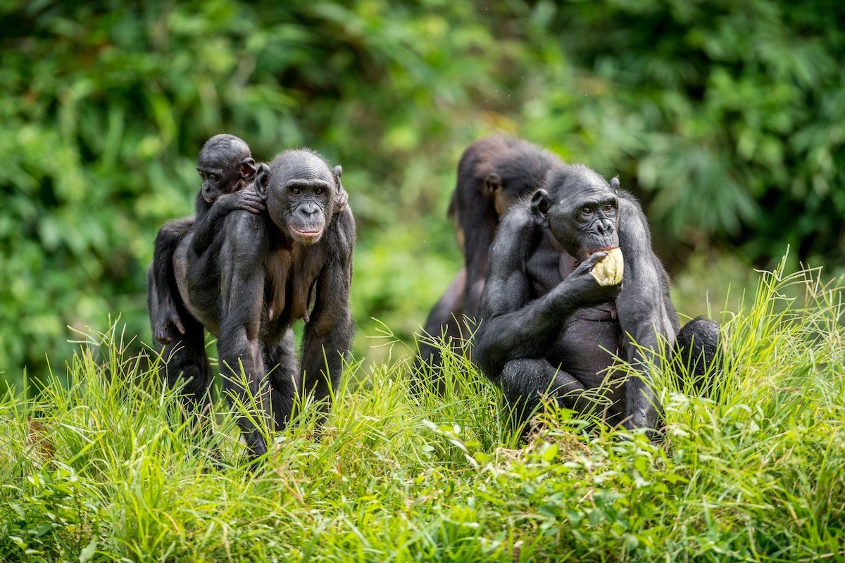 Schimpansen im tropischen Regenwald, Kongo