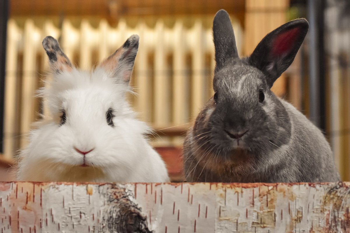 Die Zahl der in Deutschland für wissenschaftliche Zwecke eingesetzten Tiere ist im Jahr 2023 erneut deutlich gesunken.