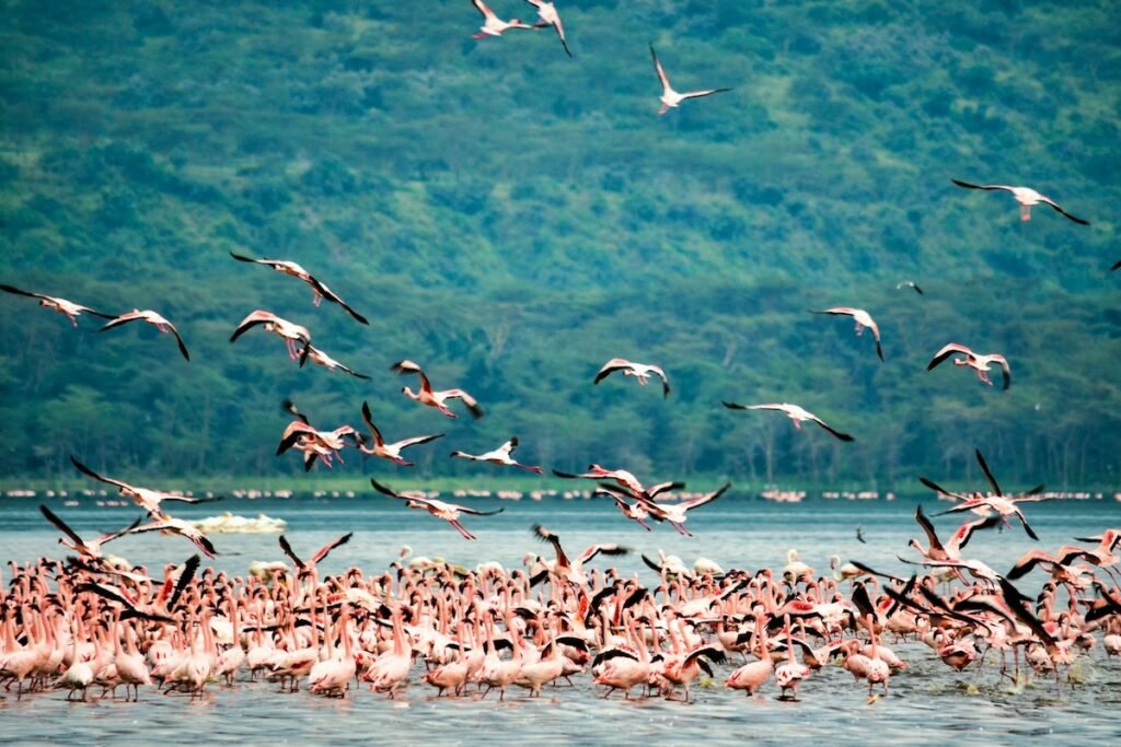 Flamingos in Kenia