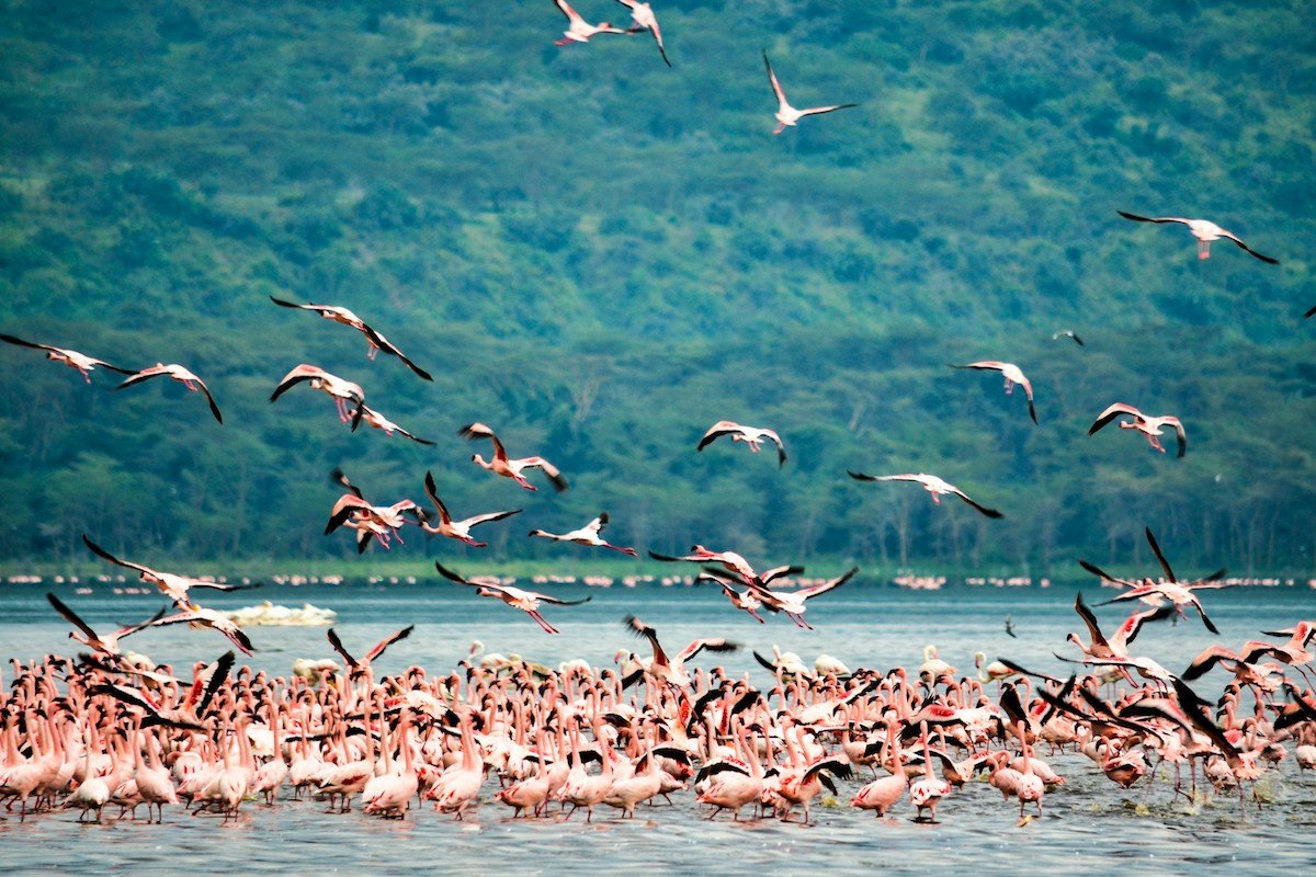 Flamingos in Kenia