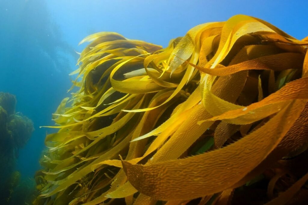 Seetang, Kelp