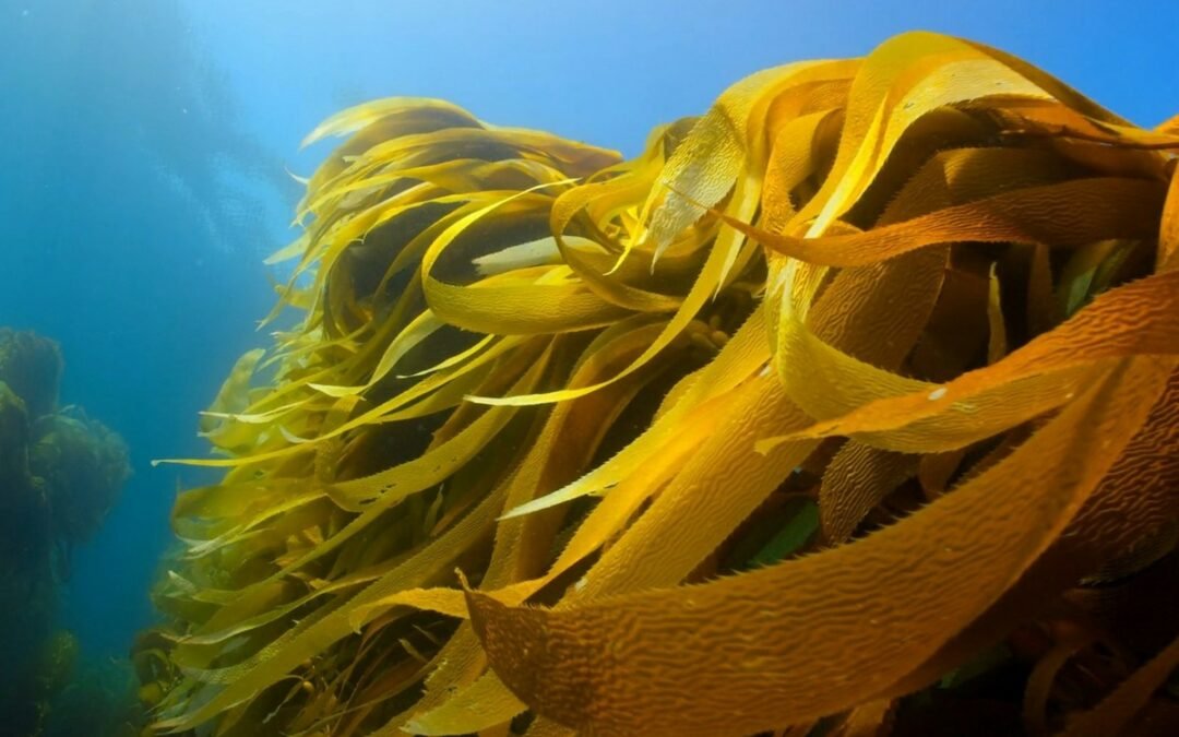 Best of März: Aufforstung unter Wasser, Stierkämpfe ohne Blutvergießen