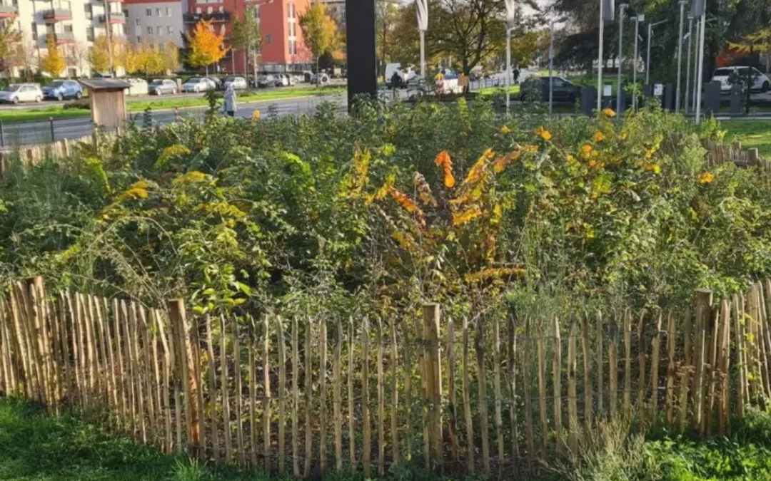 „Mini-Wäldchen“ für besseres Stadtklima