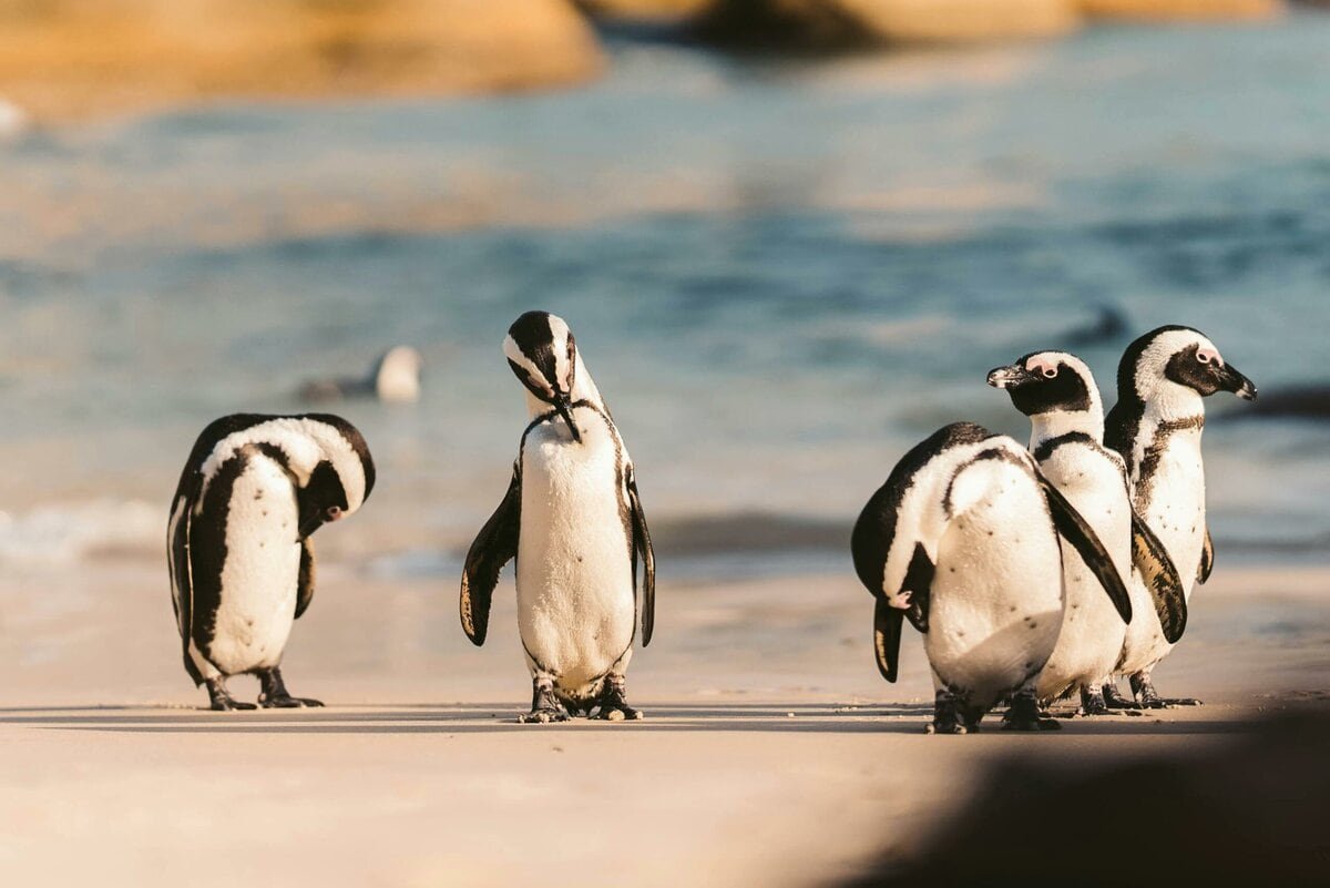 Afrikanische Pinguine, Brillenpinguine erhalten Schutzzonen.
