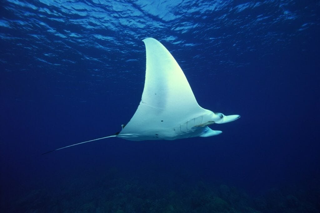Mantarochen im Meer