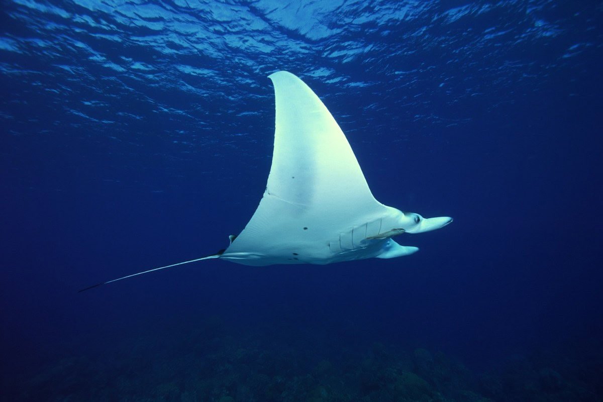Mantarochen im Meer