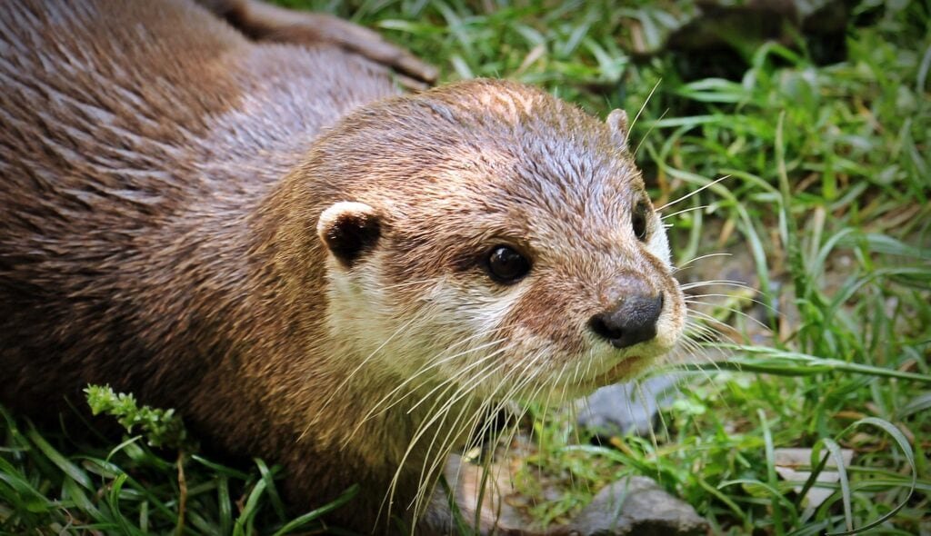 Nach fast 100 Jahren ist der Fischotter zurück in Baden-Württemberg. Nachdem es zuvor nur einzelne Sichtungen gegeben hatte, konnte ein Jäger am Fluss Dreisam bei Freiburg gleich eine ganze Fischotterfamilie mit Nachwuchs filmen.