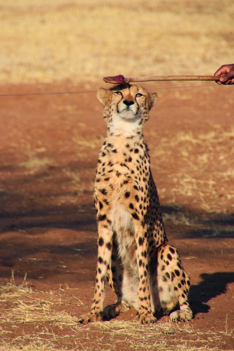 Inmitten der staubigen Savanne Namibias kämpft der Cheetah Conservation Fund nicht nur für den Erhalt der Geparden – sondern für ein ganzes Ökosystem. Unsere Autorin war vor Ort und hat hautnah miterlebt und gelernt, wie aus Milch Käse, aus Dornbusch Briketts und aus Welpen Lebensretter werden – und was das alles mit den Wildkatzen zu tun hat.