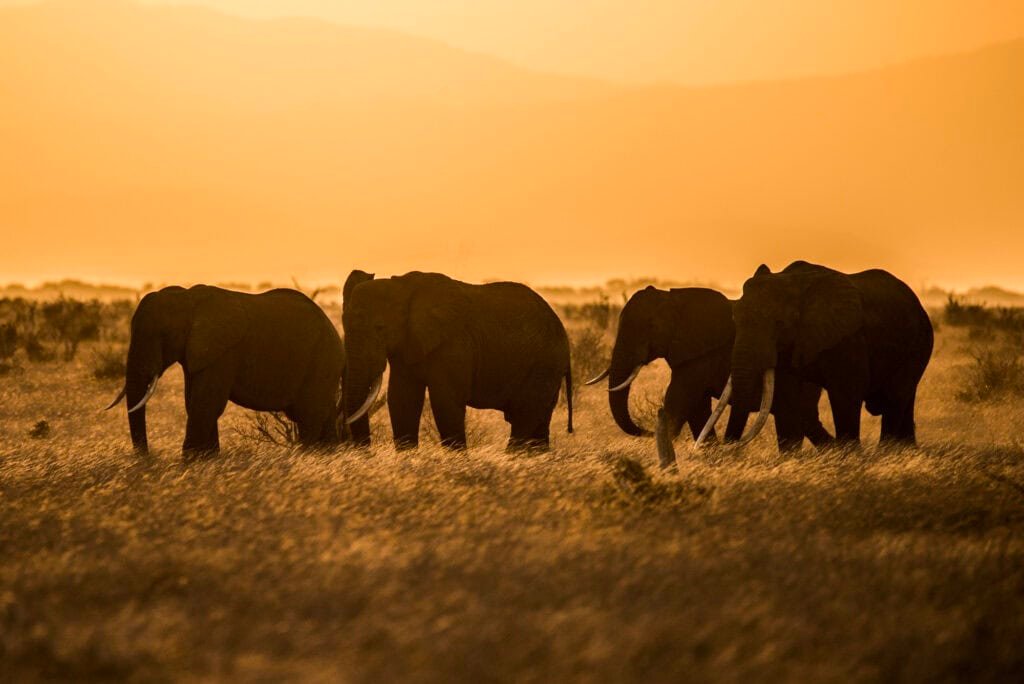 A herd of elephants move through Tsavo East National Park © Frank af Petersens Save the Elephants 6095