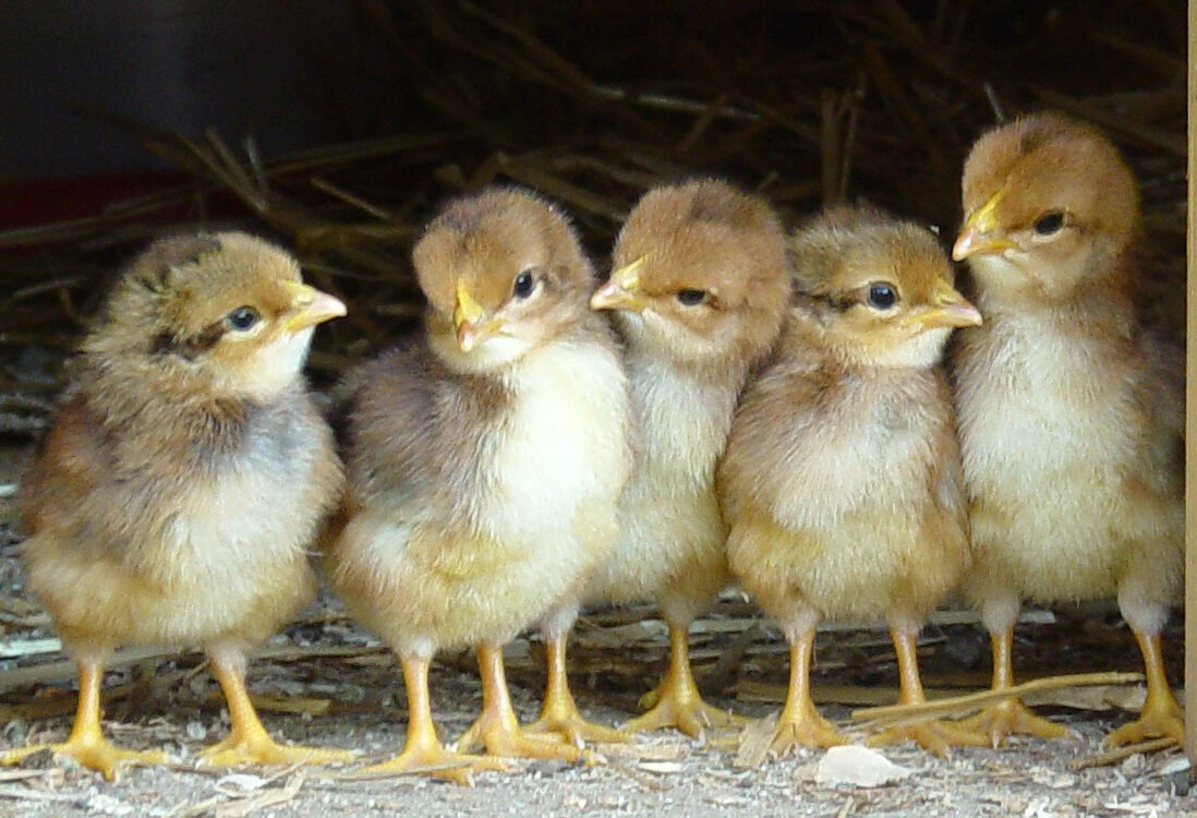 Tiere empfinden Schmerz, Angst und Freude – dass auch sie ihre eigenen Rechte haben können, zeigen neue Rechtsentwicklungen rund um den Globus. Tiere empfinden Schmerz, Angst und Freude – dass auch sie ihre eigenen Rechte haben können, zeigen neue Rechtsentwicklungen rund um den Globus.