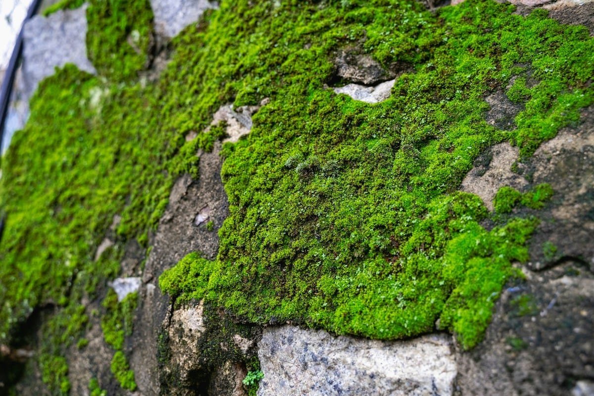 Moos auf Wand