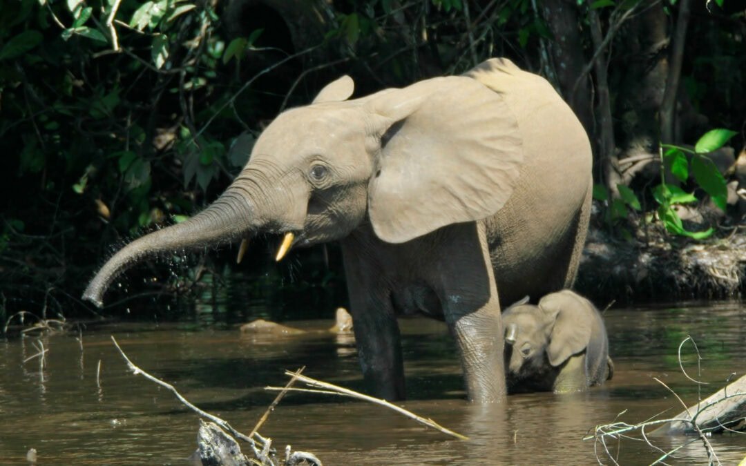 Wie Wildtiere unsere Wälder zurückbringen und das Klima stabilisieren