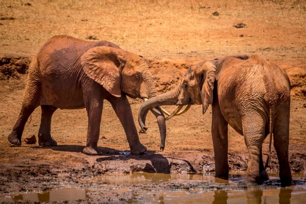 Young elephants greet each other on a river bank in Tsavo East National Park © Robbie Labanoswki Save the Elephants Q5A7708