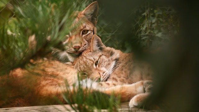 Bedrohte Tierarten: Diese Tiere feiern ihr Comeback