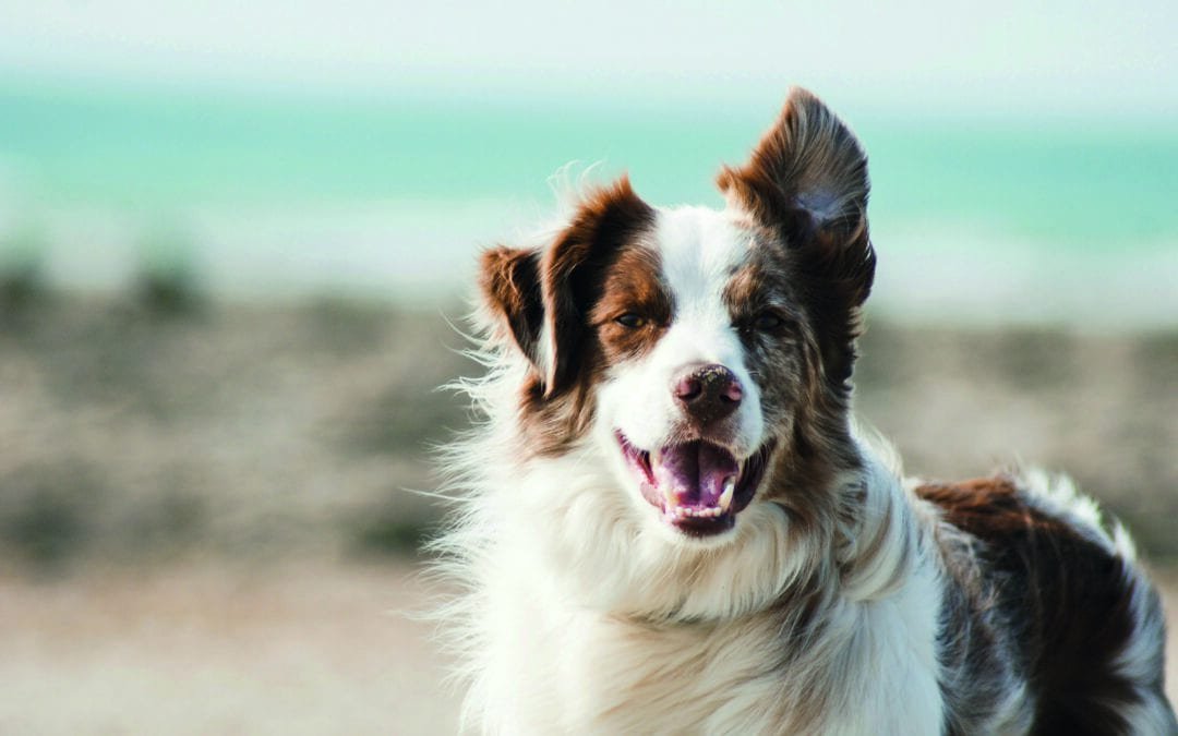 Tierische Helden: Wie Hunde, Katzen & Wale Menschenleben retten