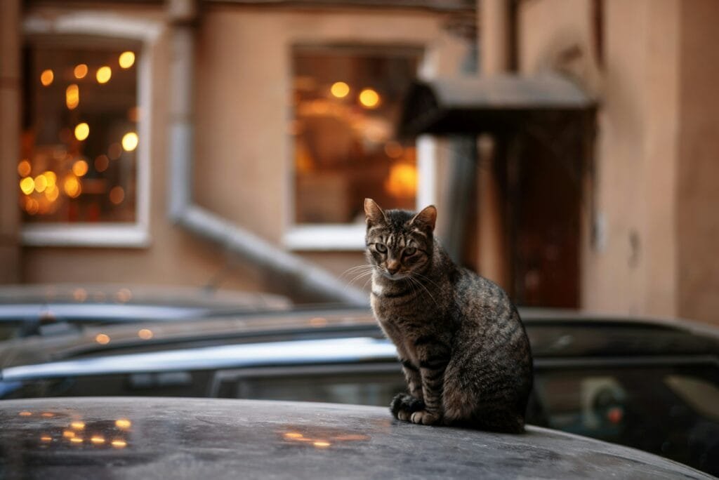Katze in Amsterdam