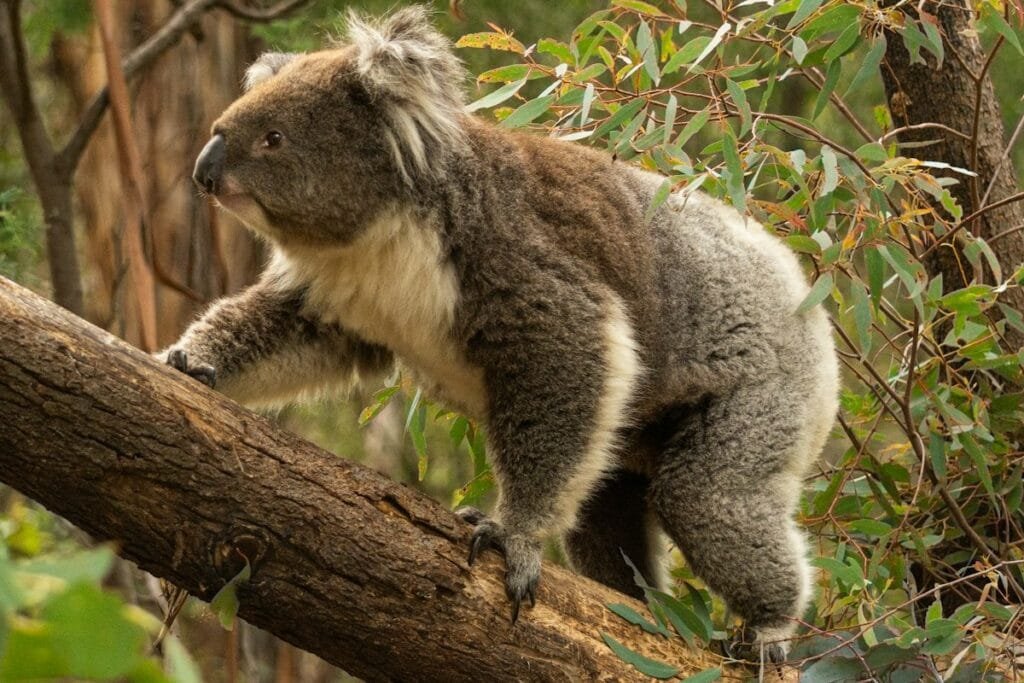 Nationalpark in Australien