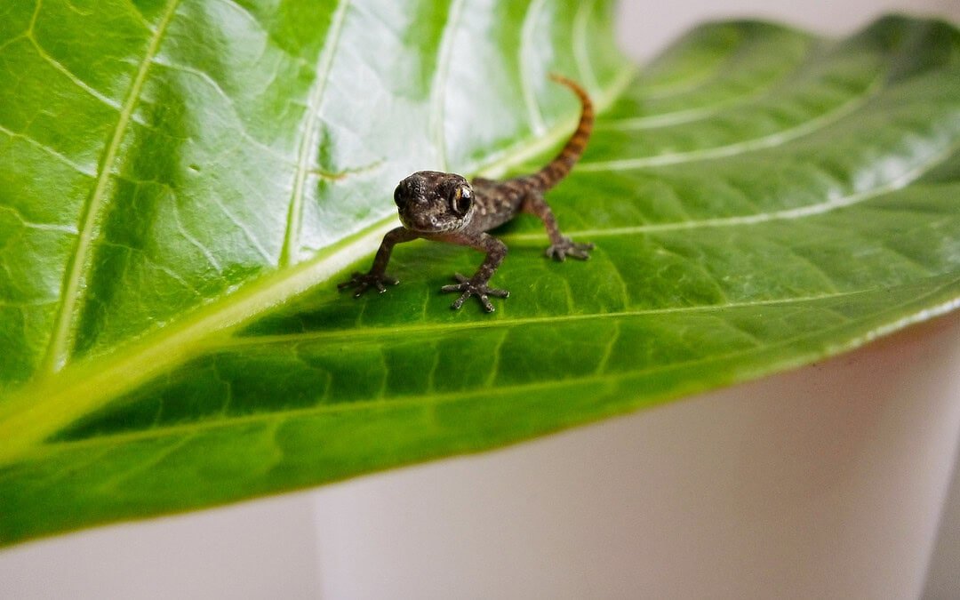 Kleine Geckoart wiederentdeckt