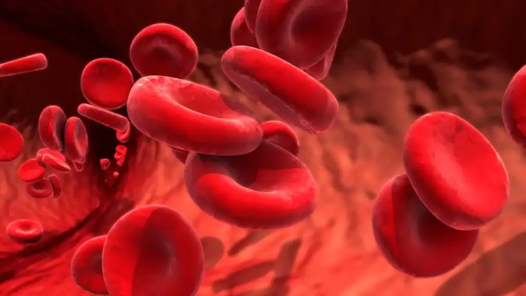 blut e1715008959354