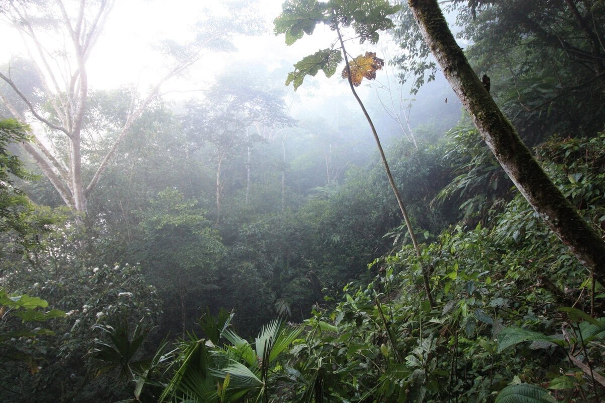 Überall auf der Welt nutzen Menschen Medienformate, um Umweltverbrechen oder die Folgen des menschgemachten Klimawandels aufzudecken und Veränderungen zu fordern. Ihr Einsatz für Natur und Umwelt bringt sie häufig in Gefahr – doch er zahlt sich auch immer wieder aus.